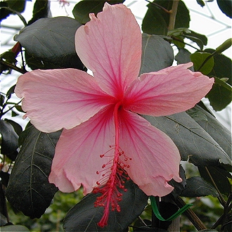 hibiscus Albo