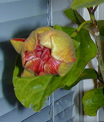 hibiscus bud