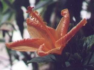 hibiskus hybrid Ett framifr�n