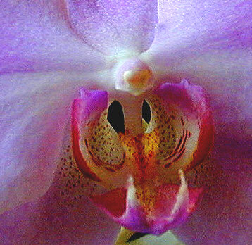 orkidée phalaenopsis i närbild