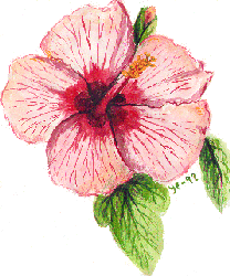 hibiscus by Yvonne Forsling