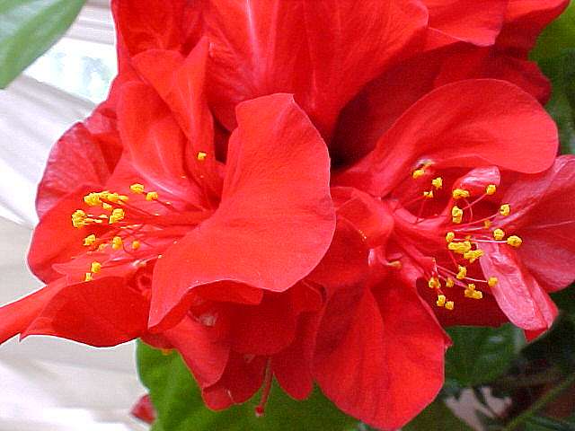 Hibiscus Pictures