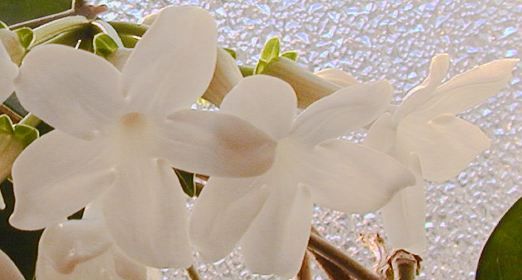madagascar jasmine blooms