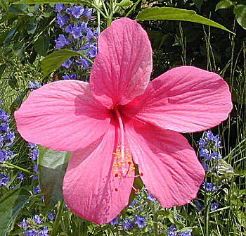 hibiscus liliiflorus