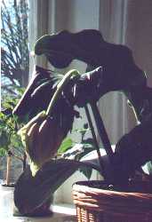 medinilla bud