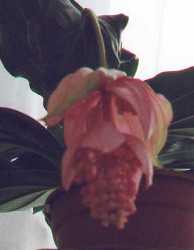 medinilla closeup