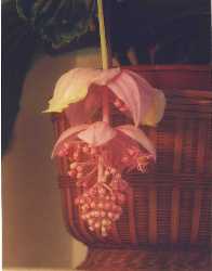 medinilla