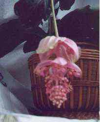 medinilla closeup