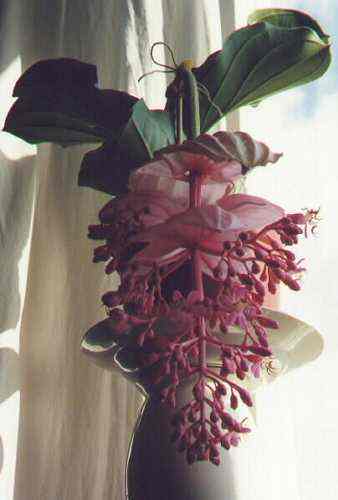 medinilla
