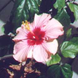 hibiscus minatur