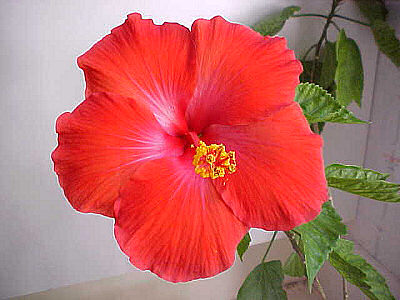 Hibiscus: How to Plant, Grow, and Care for Hibiscus Flowers