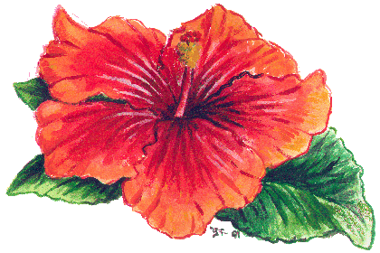 hibiscus by Yvonne Forsling