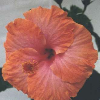 hibiscus Ross Estey