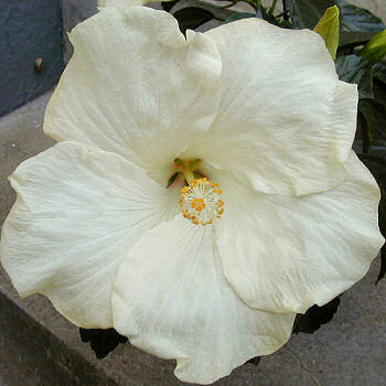 white hibiscus