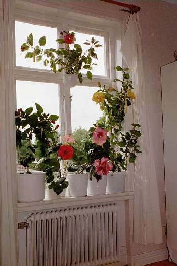 hibiscus window